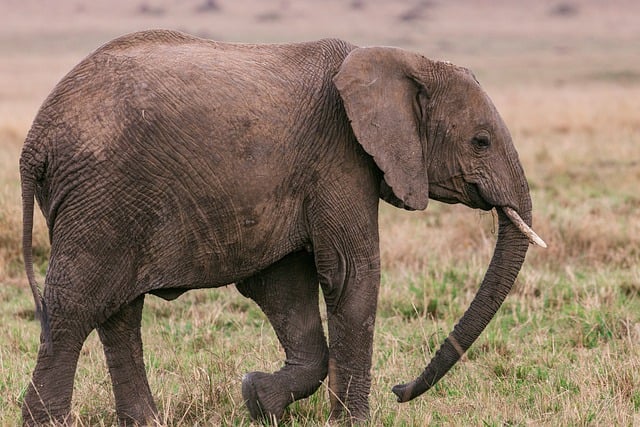 Maasai Mara 2025 Deals
