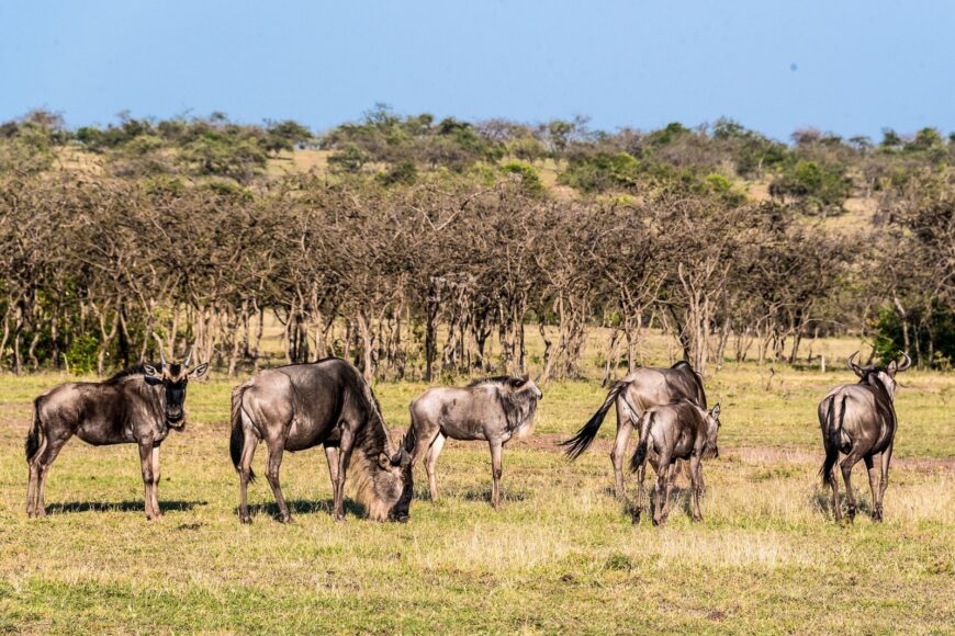 Maasai Mara Wildebeest Migration 2024 Deals