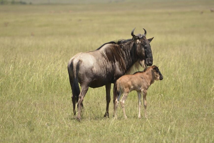 Maasai Mara Wildebeest Migration 2024 Deals