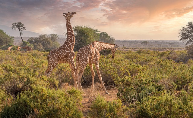 3 Days Samburu Package