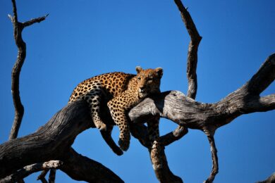Maasai Mara